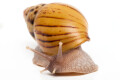 Lissachatina zanzibarica typ 3 semiadult, 7cm